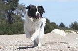 LANDSEER 162